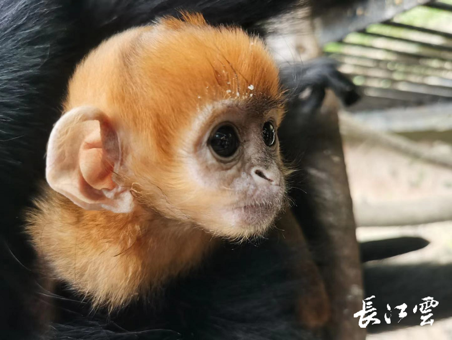 武汉动物园又添猴宝宝嘟嘟嘴简直萌化了