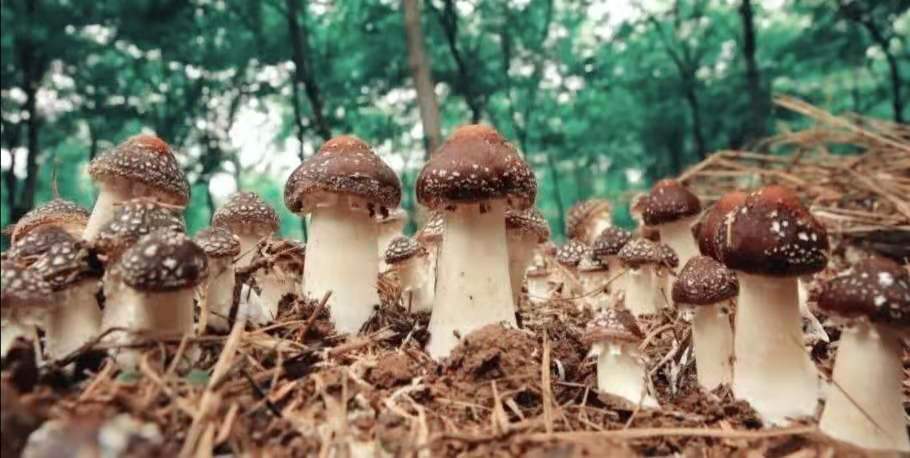 南漳的大球盖菇火了全省专家都来了