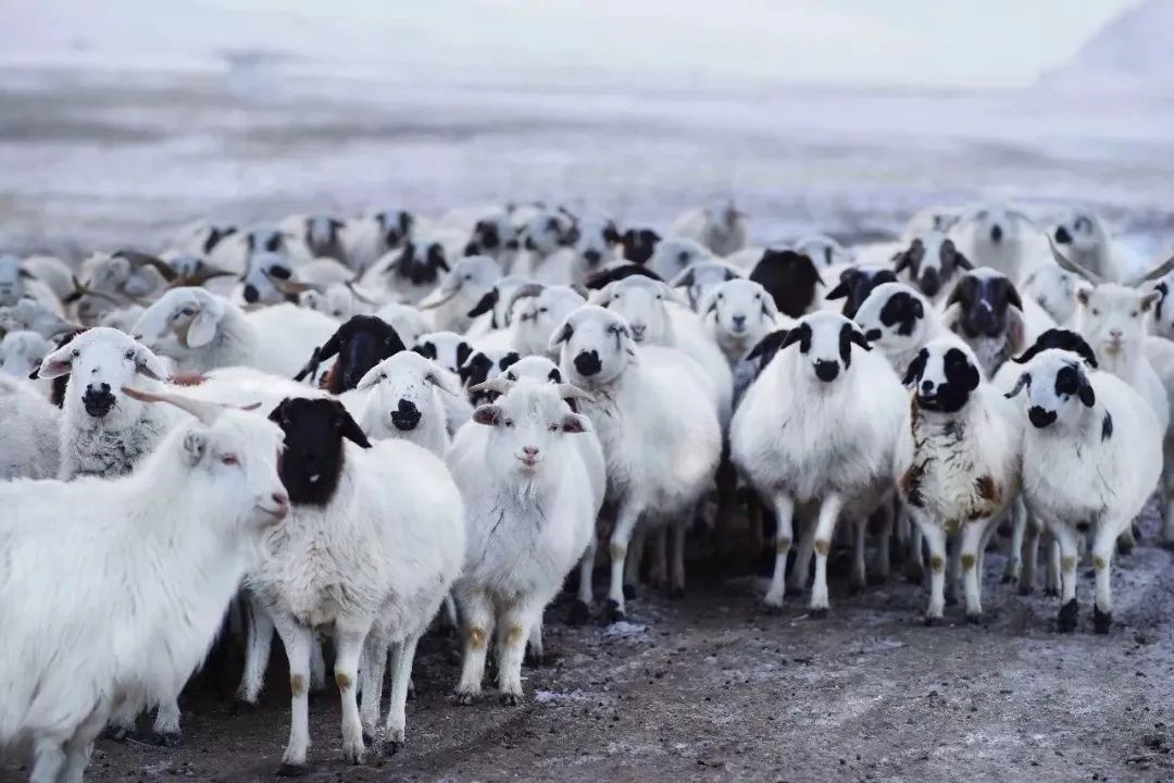 苏尼特羊是内蒙古首个获得国家地理标志保护的羊肉产品,香而不膻,鲜嫩