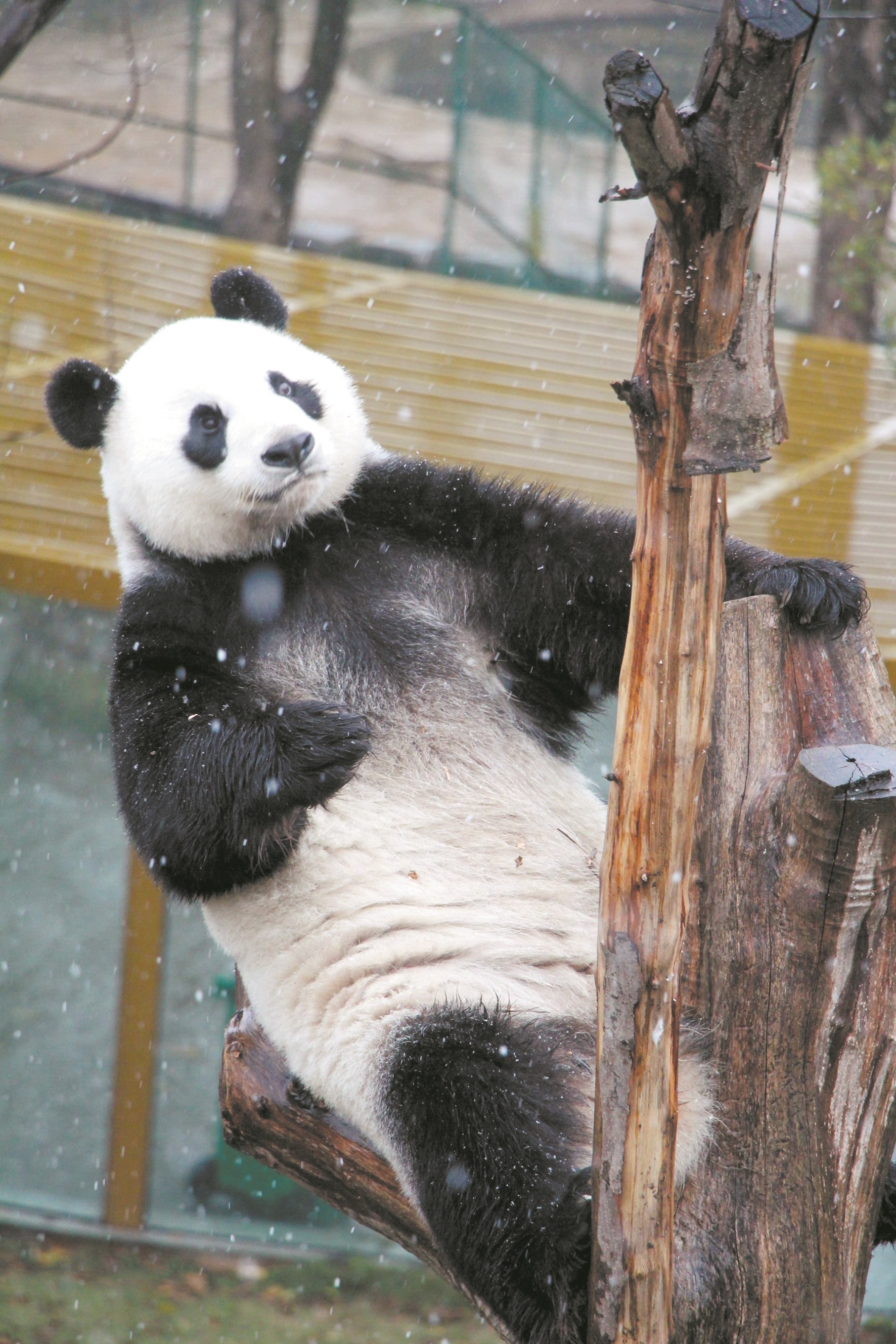 大熊猫下雪图片