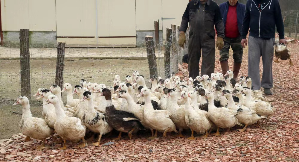 部门扩大对鸭子的预防性宰杀,在当地,鹅肝大部分是填鸭得到的肥鸭肝
