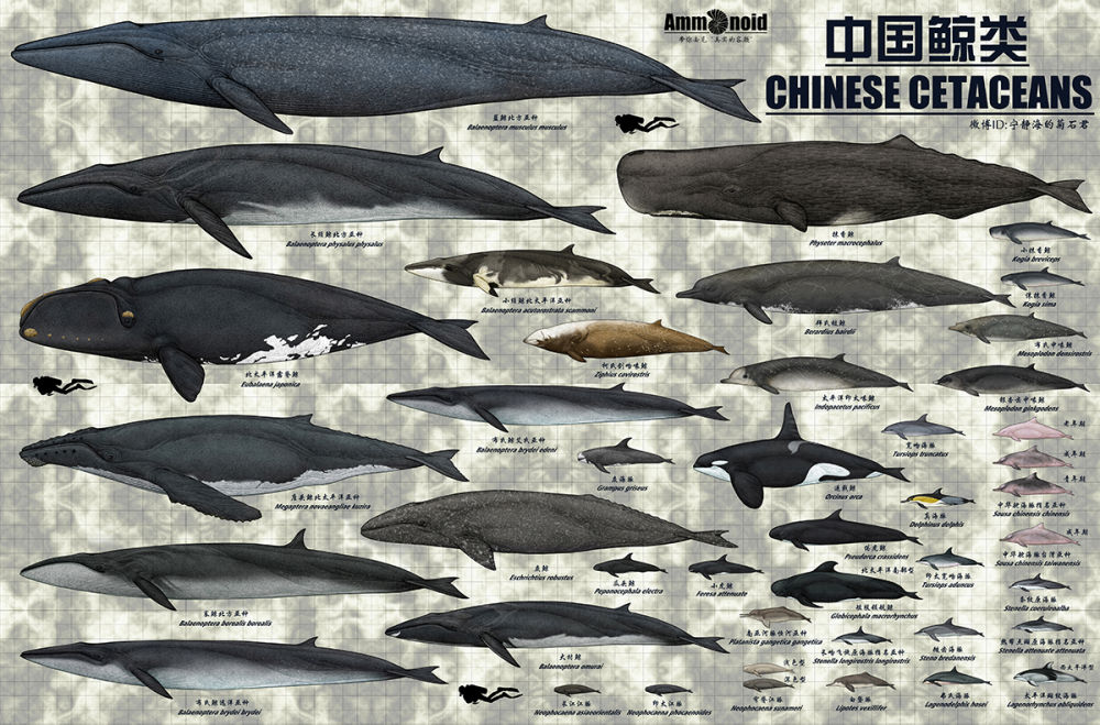 不,这个节日必须庆祝!