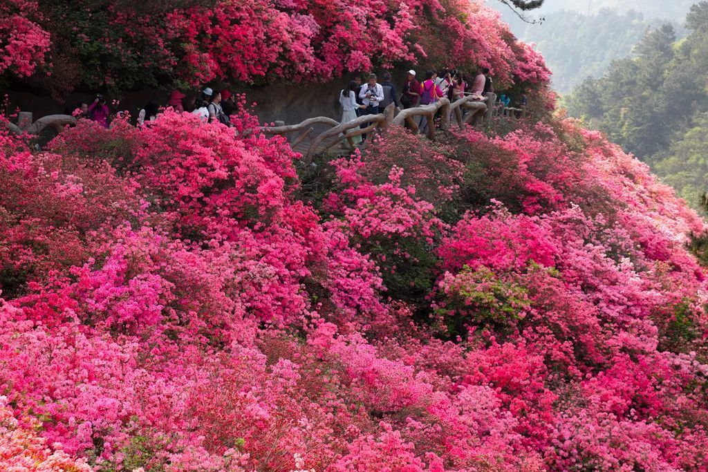 花洋地势最高,是高山杜鹃集中生长地.