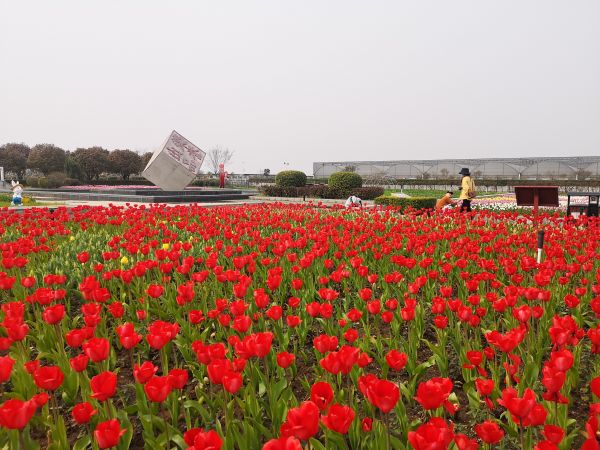 公园供图本次春季郁金香主题花展为突出主题,采用了黄鹤楼,长江水