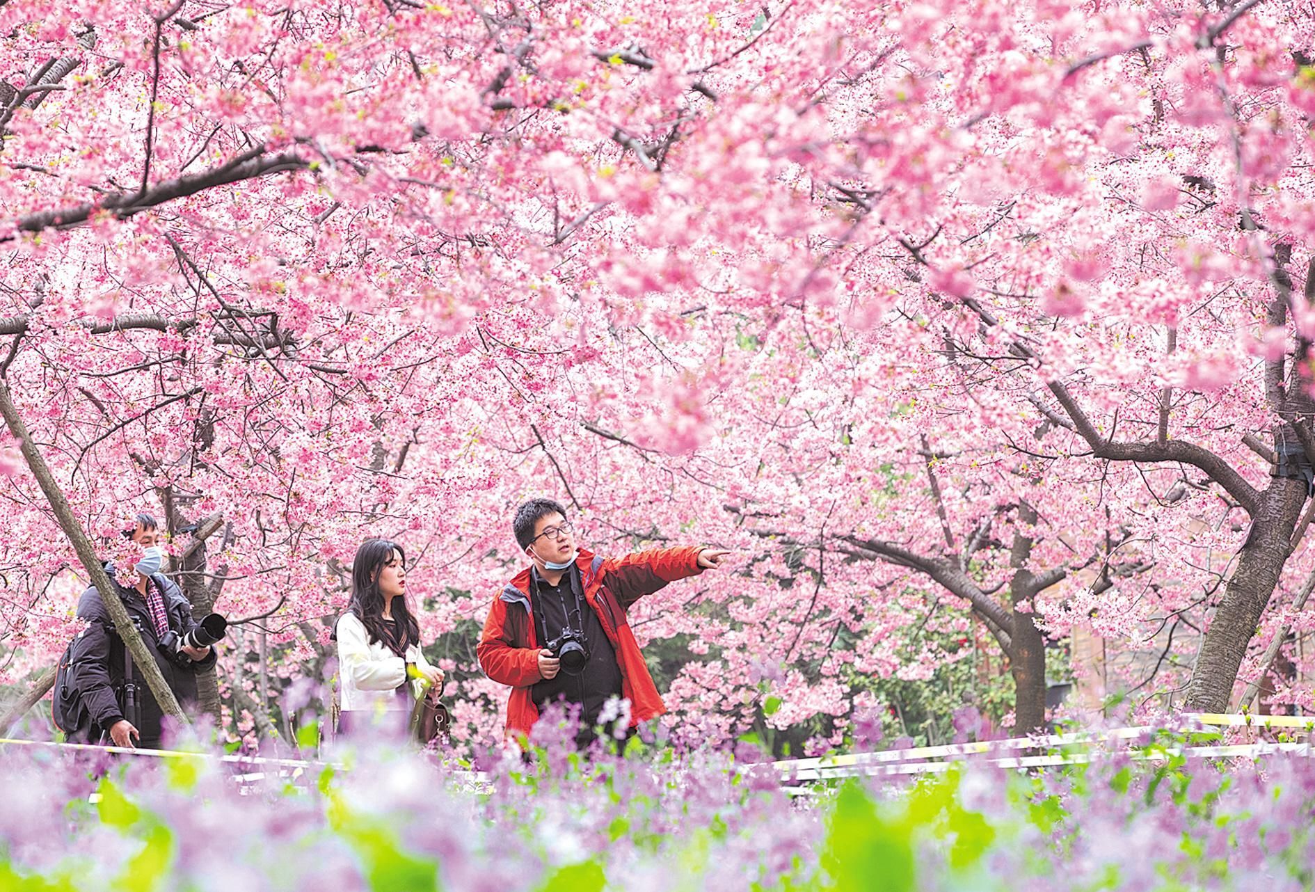 2月27日,武汉东湖樱园开园迎客,举行樱花节.