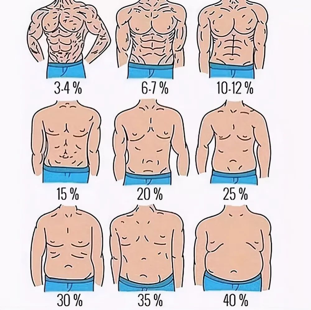 腹肌的十二种形状图片