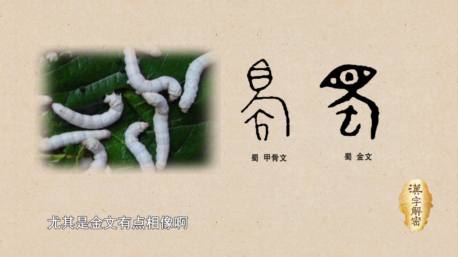 最早的字典《说文解字》说:"蜀,葵中虫也.