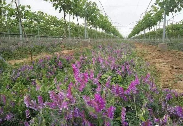 绿肥真的能提高作物产量吗?