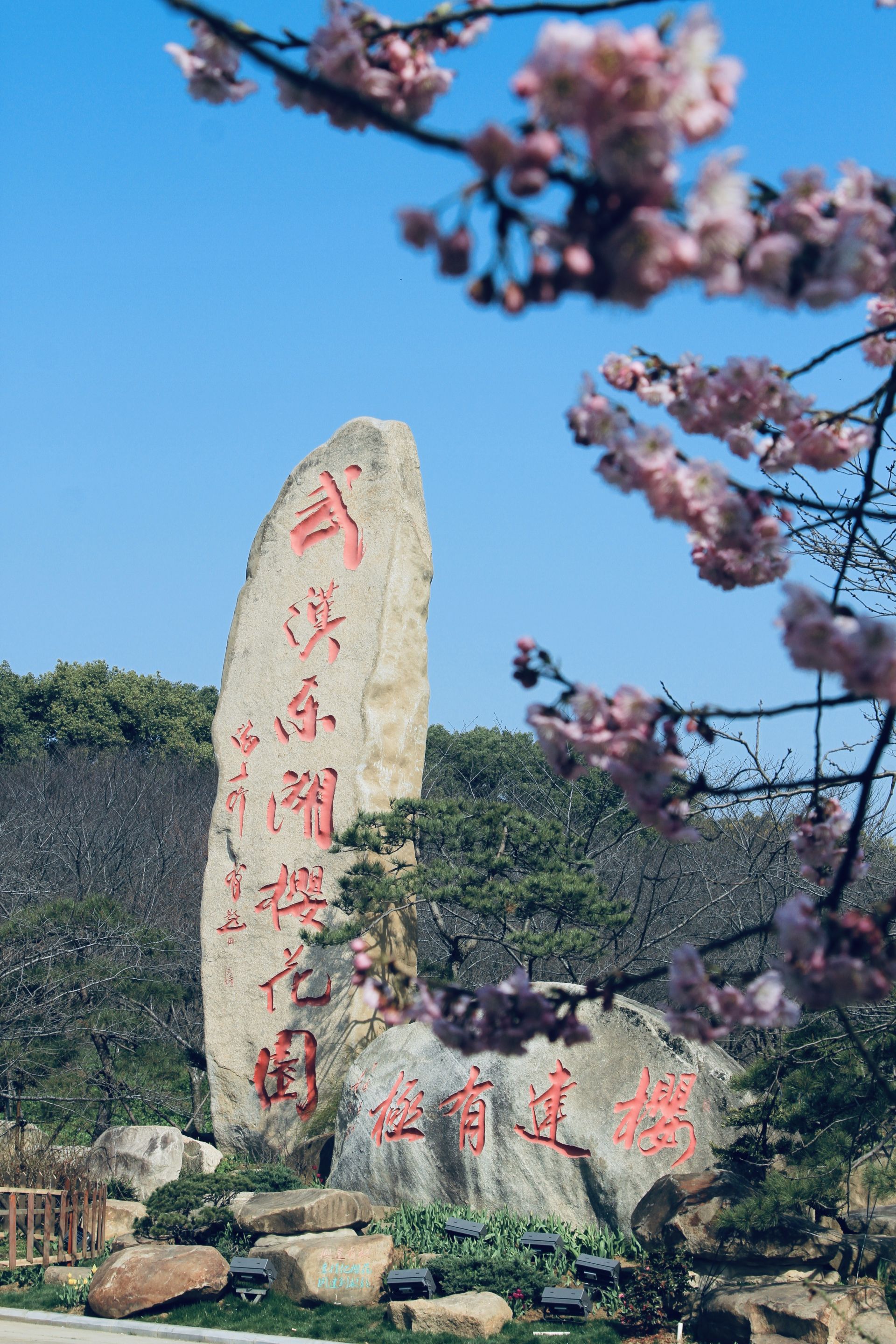 相约春天赏樱花我在东湖磨山等你