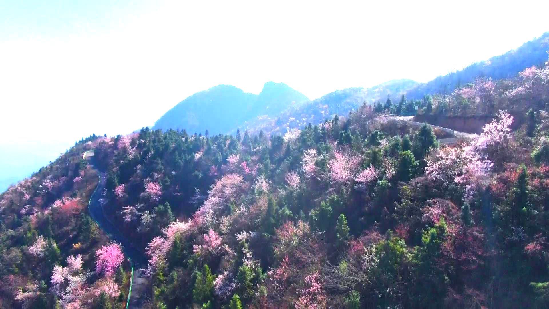 在崇阳县铜钟乡大岭村樱花小镇,野樱花面积达十万亩,品种为单瓣山樱花