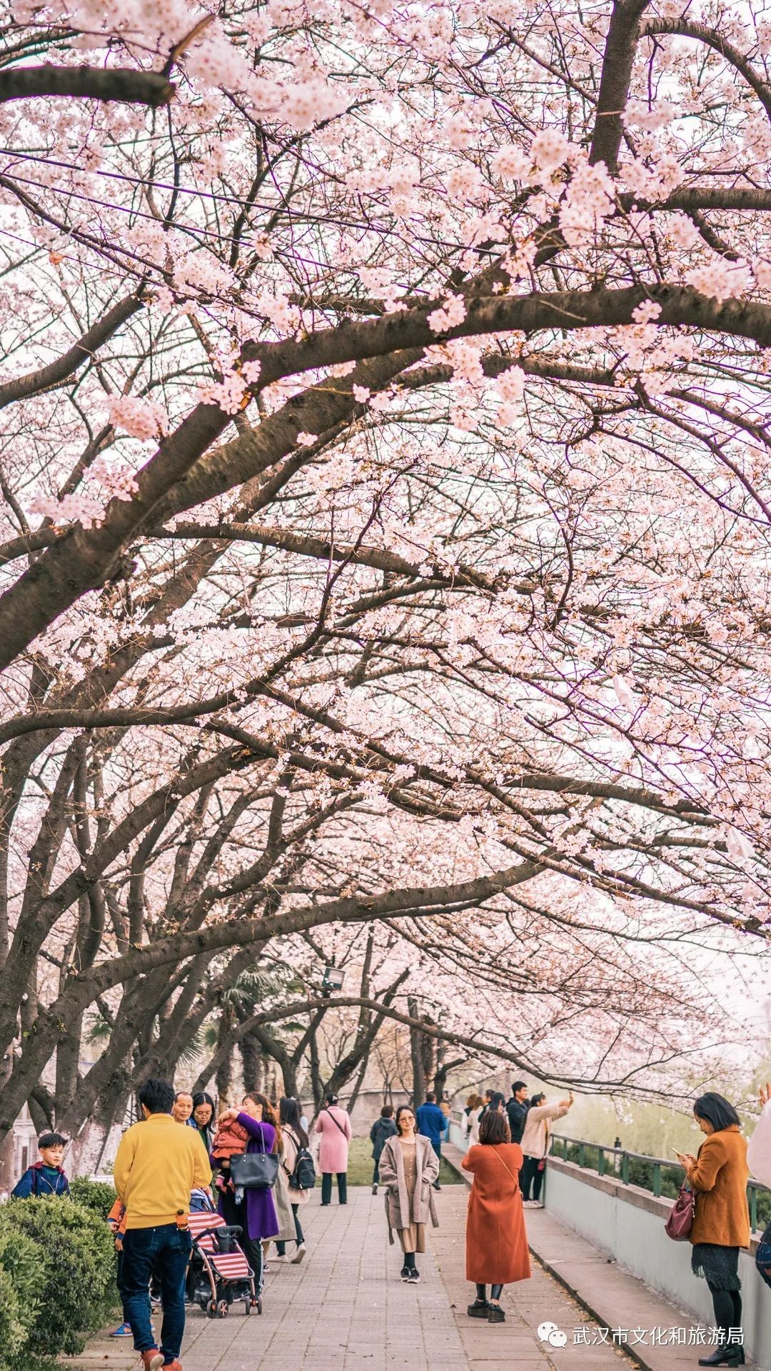 武汉樱花,美出圈了!