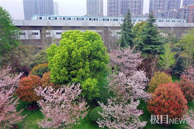 櫻花油菜花海棠這列開往春天的地鐵一定要坐