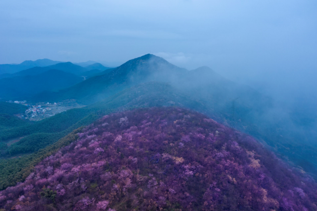 湖北賞花地圖看一場人海是每朵葛仙山櫻花的夢想