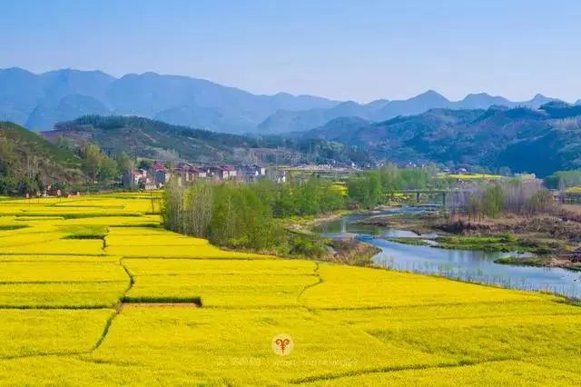 保康縣九路寨襄 陽五里界油菜花海沿梁子湖大道,李家店大道均勻分佈