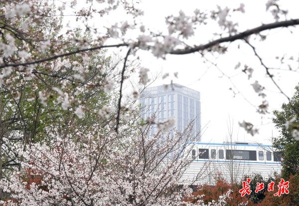 記者周超 攝堤角公園內有櫻花1300餘株品種多達20餘種賞櫻期長達一個