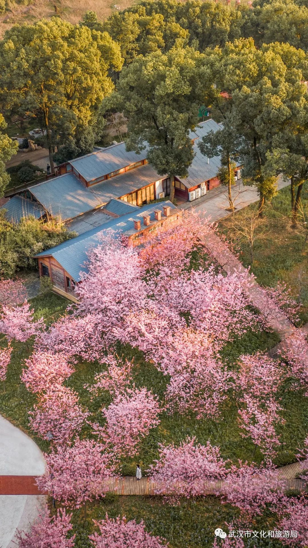 武汉樱花,美出圈了!_长江云 - 湖北网络广播电视台官方网站