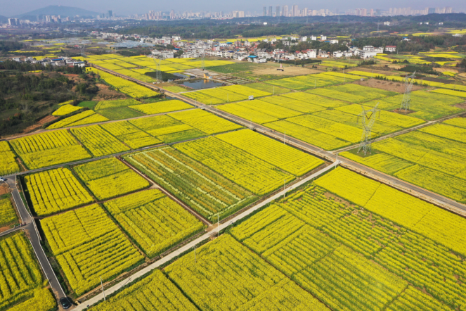 前方到站,2021湖北最美油菜花海_云上阳新