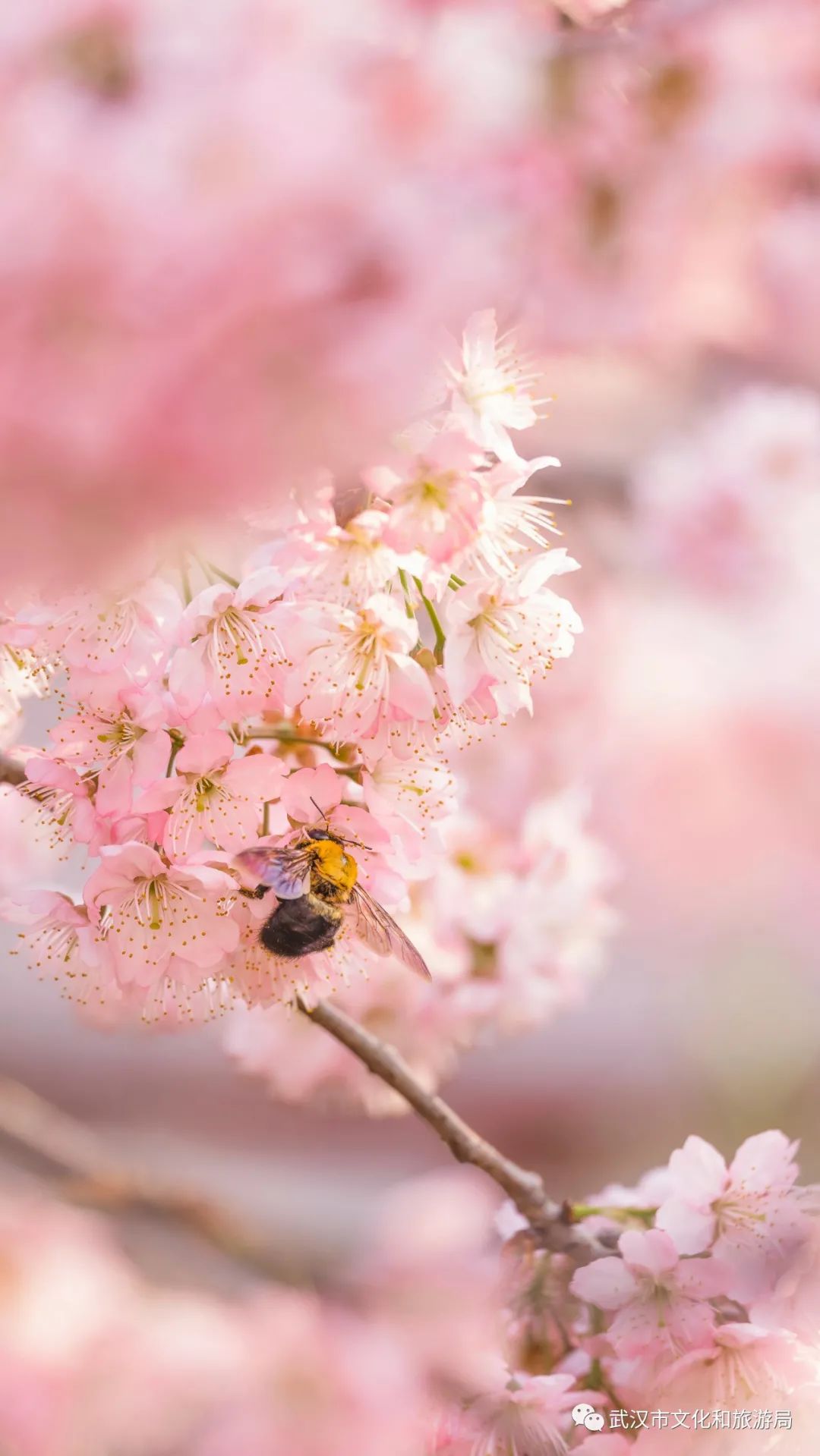 武汉樱花,美出圈了!_长江云 - 湖北网络广播电视台官方网站
