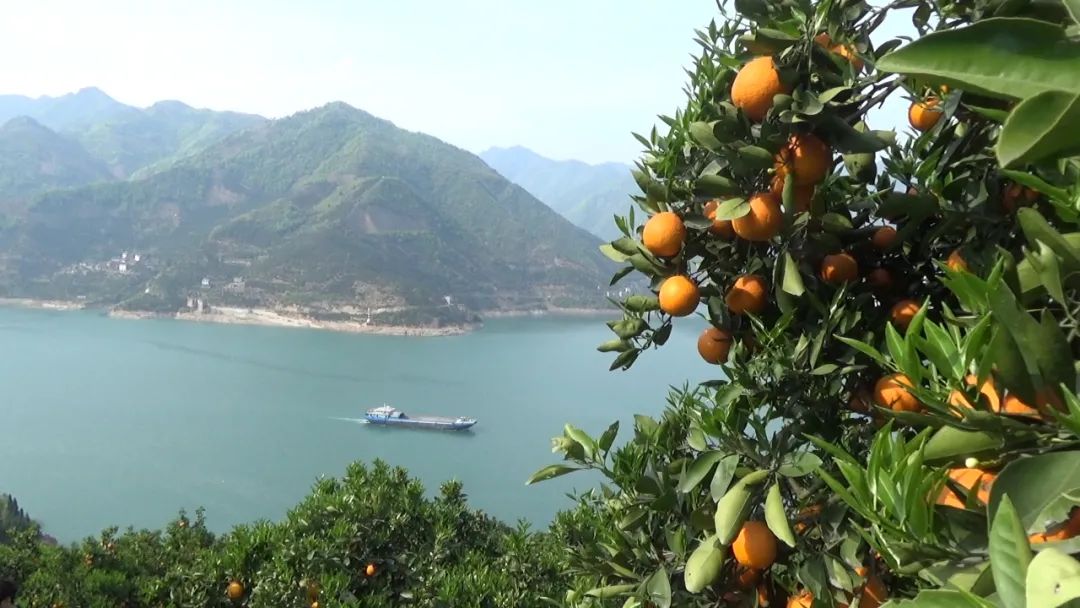 本周末相约秭归品伦晚脐橙共赴春日之旅吧