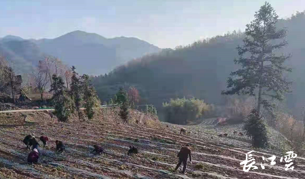 房县白沙河村茶旅融合融出茶乡发展新路子