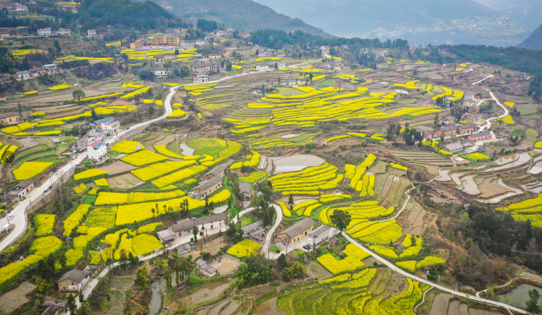 美出了圈!巴东县牛洞坪村的油菜花海藏不住了