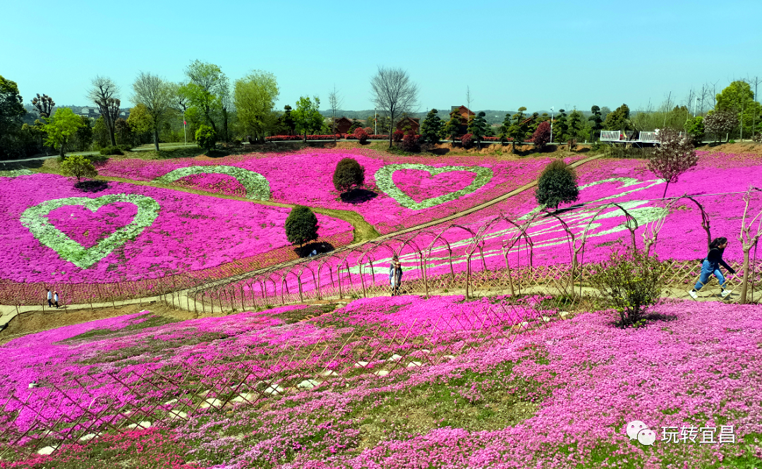 湖北賞花地圖 |宜昌芝櫻花海盛放,百畝