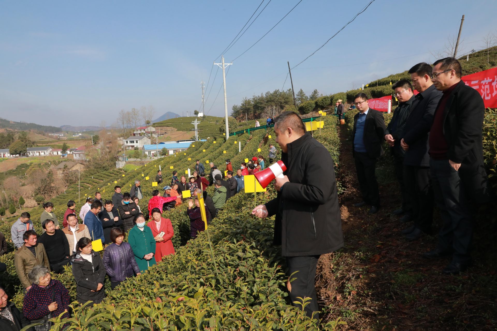 在秦古鎮荊竹村茶園基地,技術人員現場就防蟲色板安裝規範,生物農藥