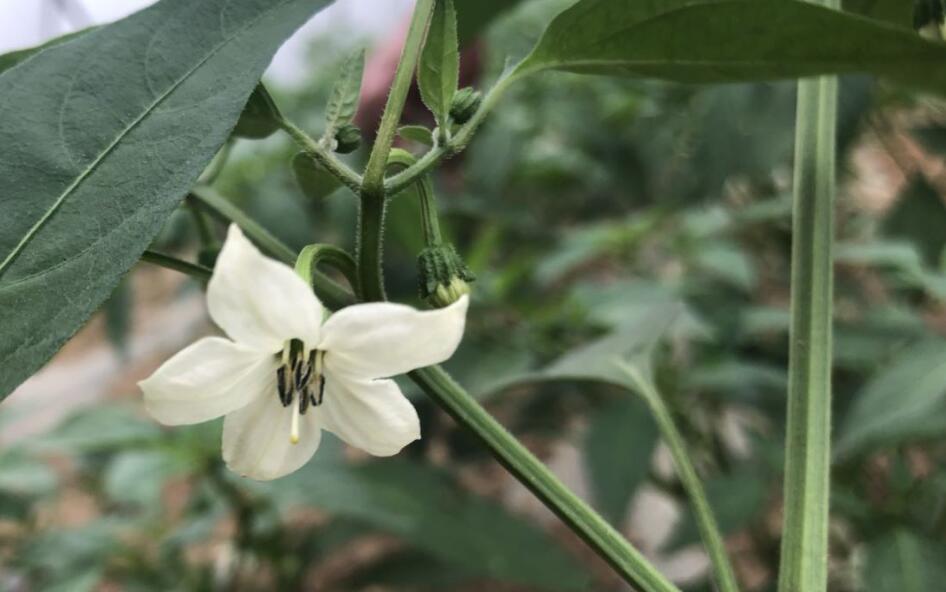 惊喜去年种的辣椒再次开花啦