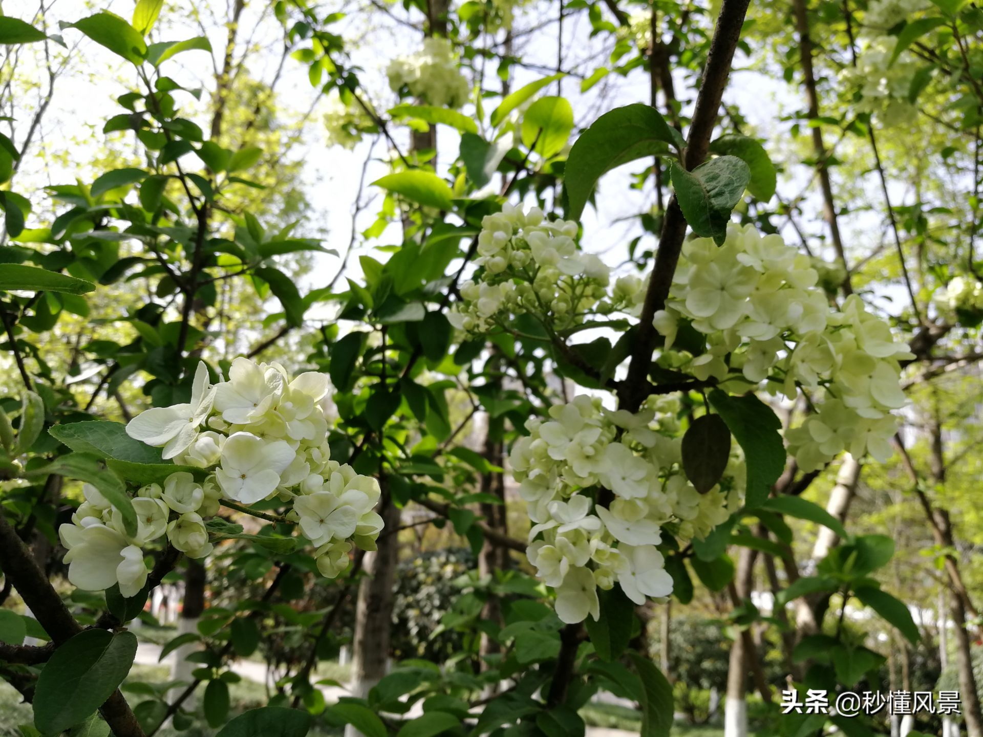 除此之外,在武漢王家墩公園裡面,除了大量種植著不同種類的櫻花以外