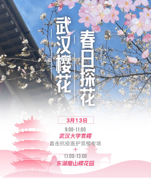微信派,微信视频号创造营携手湖北媒体,带大家游览武汉大学,东湖樱花