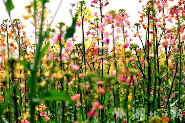 誰說油菜花只有黃色七彩油菜花看過沒