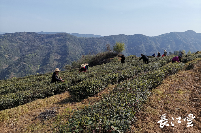 本土主播代言十堰竹溪兵营镇春茶新鲜上线