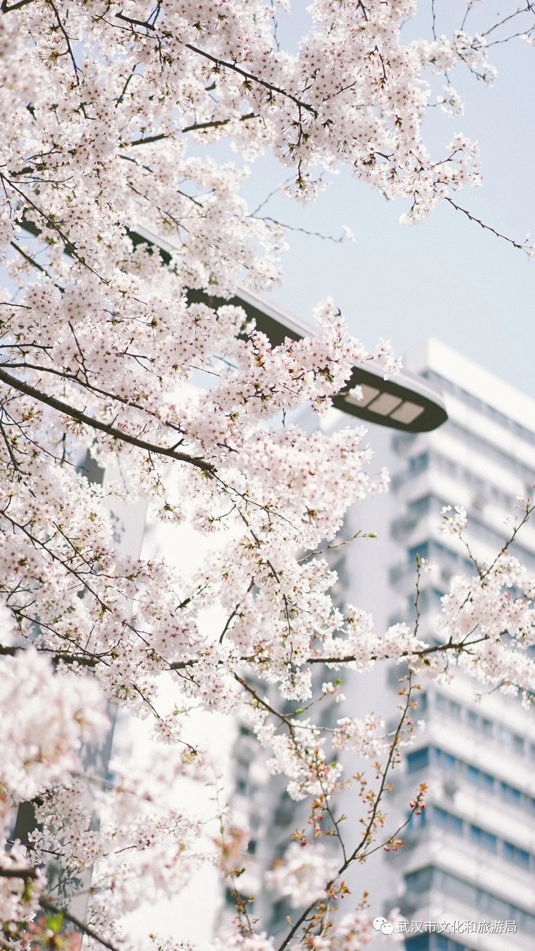 武汉樱花,美出圈了!_长江云 - 湖北网络广播电视台官方网站