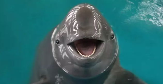 寻找长江精灵江豚有牙齿吗