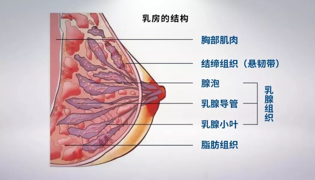 从解剖结构示意图看,乳房由四大部分组成:胸部肌肉,结缔组织(悬韧带)
