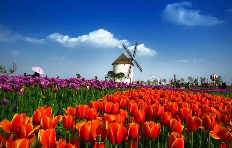 湖北赏花地图十大赏花景区带你走进这色彩斑斓的花花世界