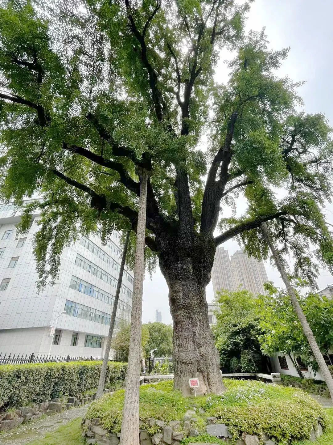 晴川历历汉阳树武汉这些宝藏树五一等你打卡