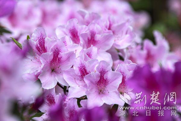 家門口也能賞杜鵑,武漢植物園5萬株杜鵑美如仙境