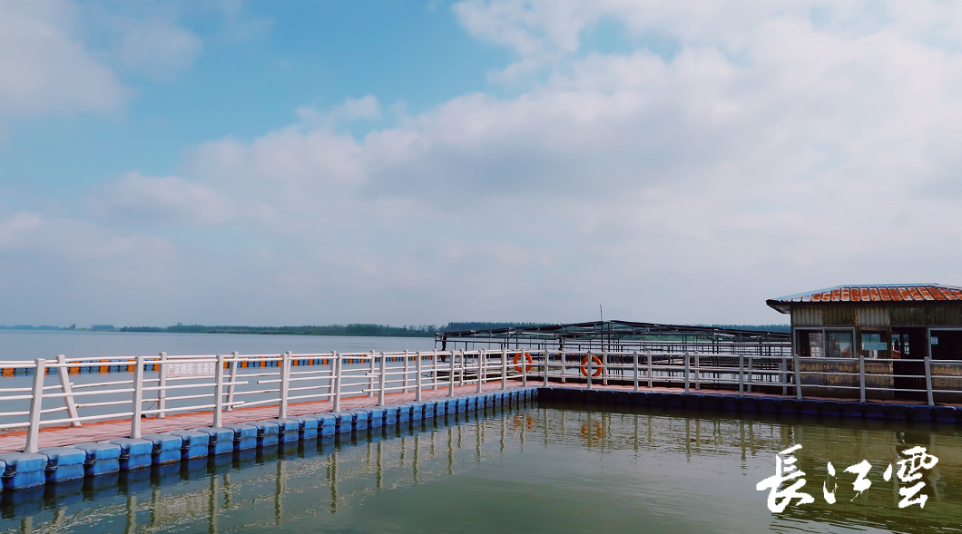 天鹅洲长江故道里再见江豚微笑