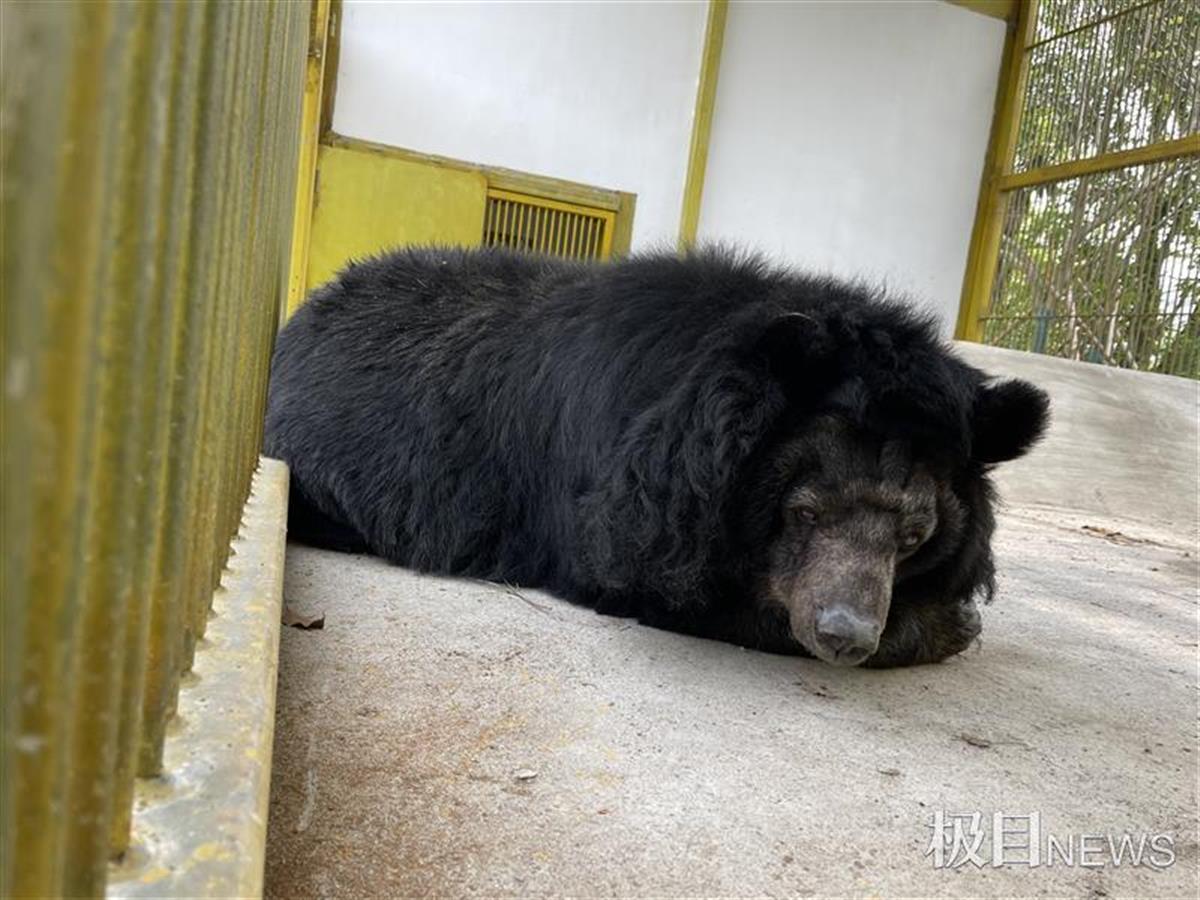 幫助動物適應新環境,也是飼養員面臨的新課題.