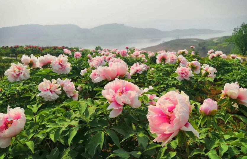 湖北賞花地圖花開真國色錦繡牡丹遊