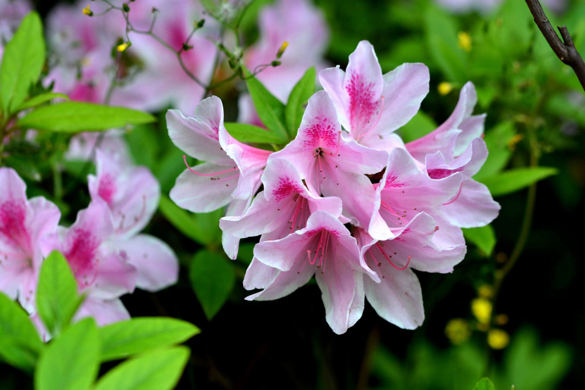 武汉这些地方的杜鹃花太惊艳!