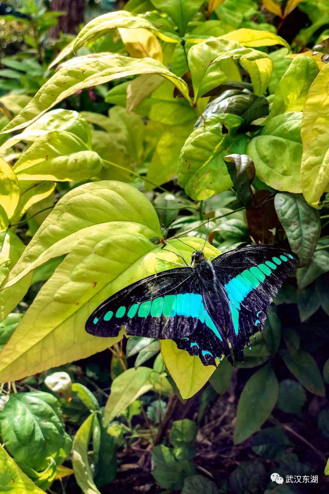 上万蝴蝶来袭五一去武汉东湖看蝴蝶翩飞
