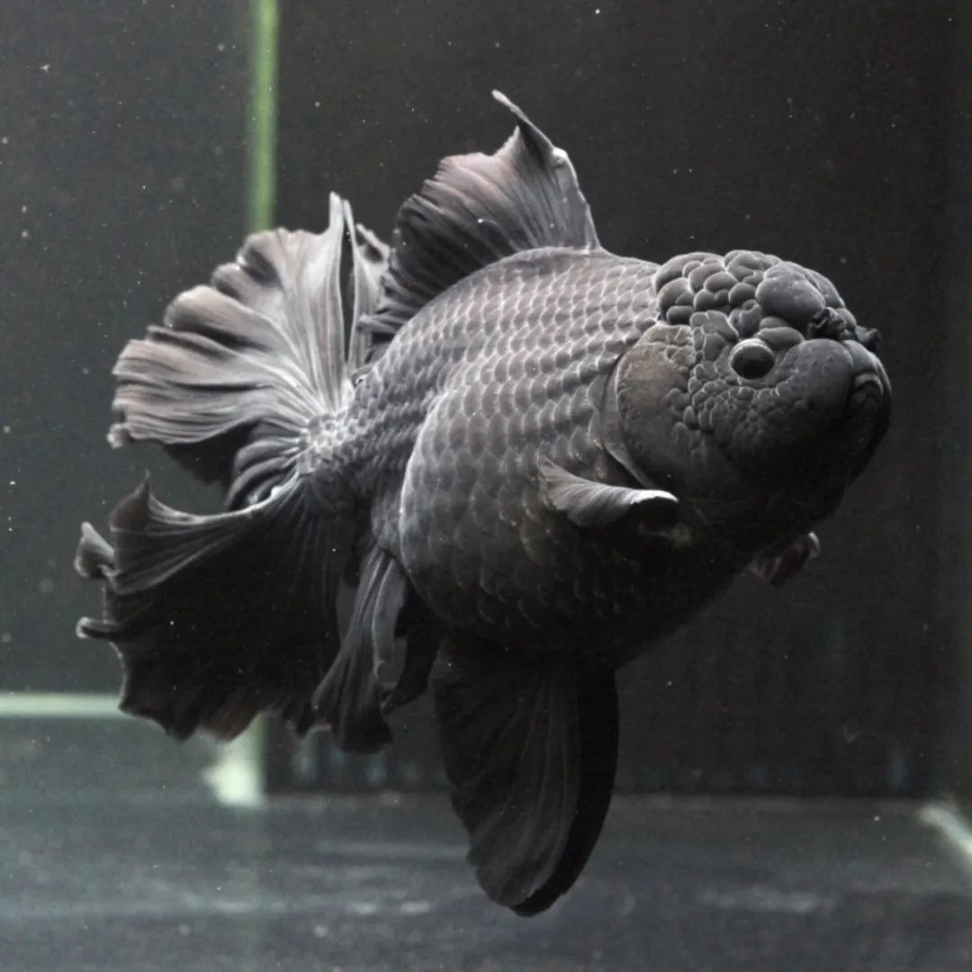 的难题且成功使一条黑色百褶裙泰狮金鱼在215天内连续产卵42次平均5