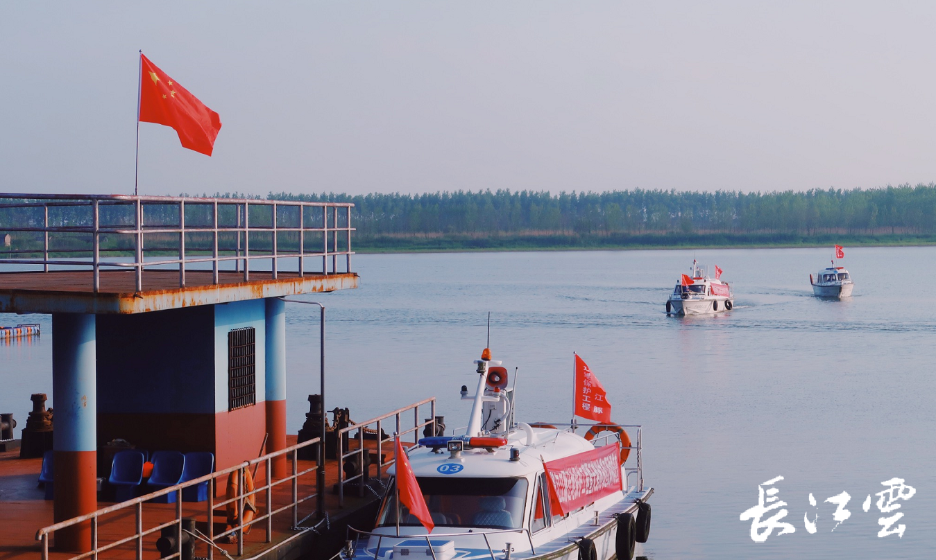 天鹅洲长江故道里再见江豚微笑