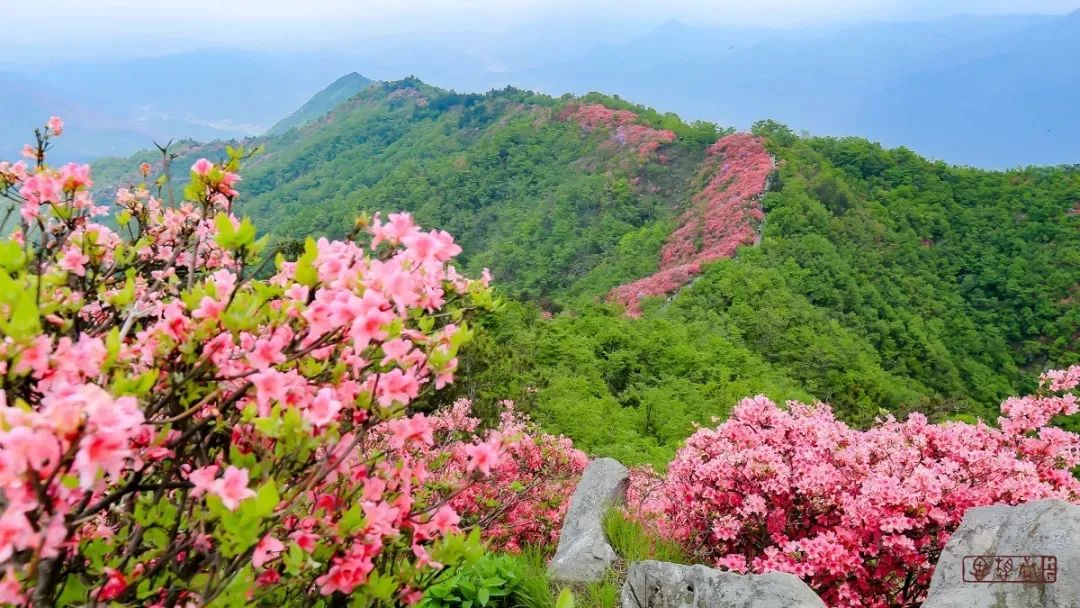 湖北賞花地圖人間四月天英山美景定不負你