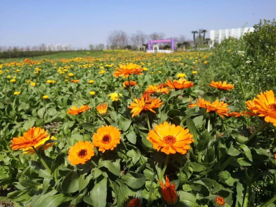 探寻湖北小众赏花秘境这些无边花海间你去过吗