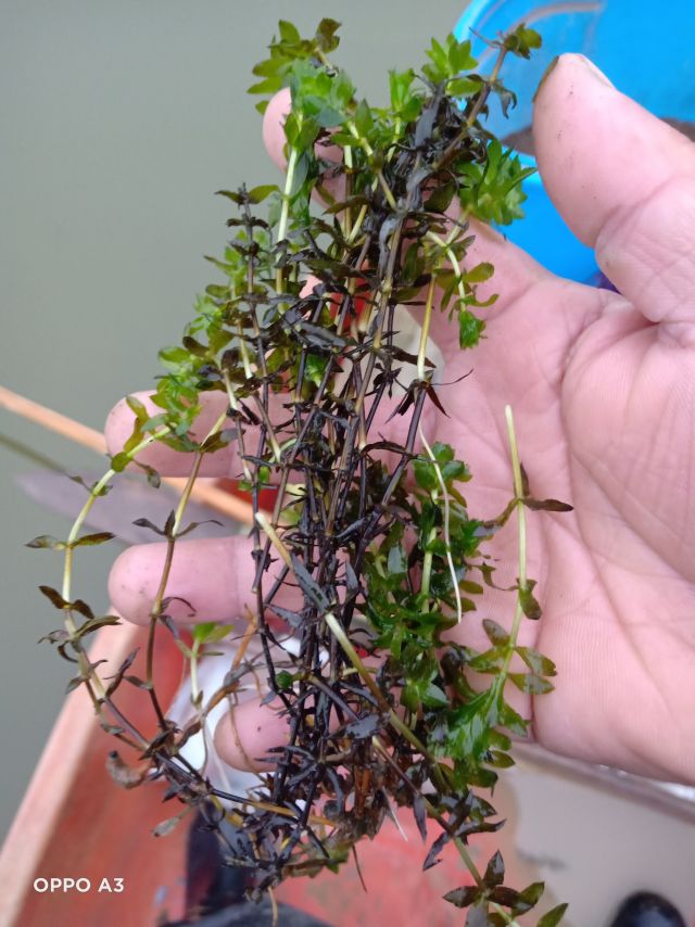 轮叶黑藻下半部分变黑了怎么办