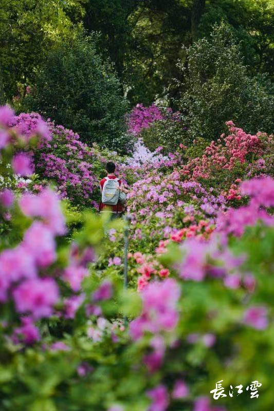 武漢植物園5萬株杜鵑進入盛花期快來搶鮮看