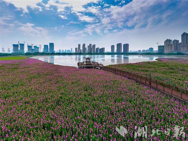 武汉市区这个水上花海还不快去打卡